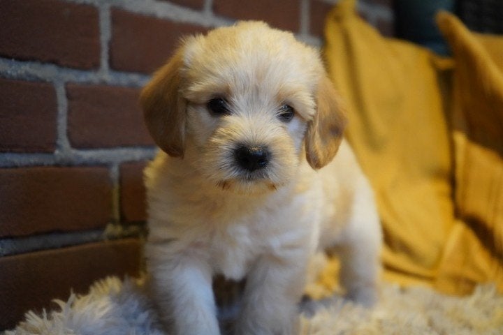 Medium boomer kruising tibetaanse terrier - labradoodle pups, Nederland, Parvo, Overige rassen, 8 tot 15 weken
