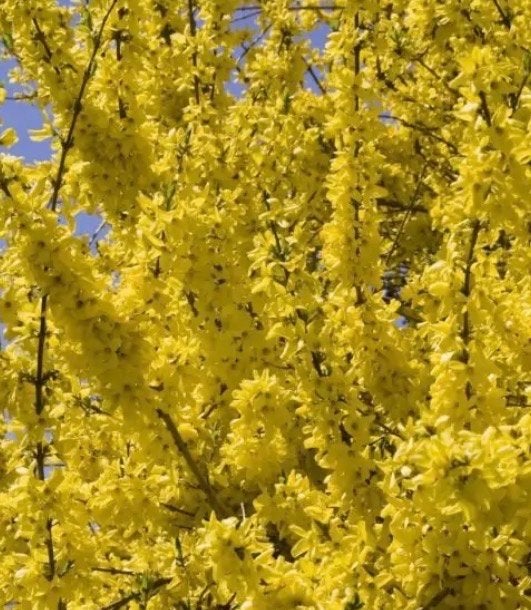 Forsythia 'Minigold' - Vroege Bloeier met Gele Bloemen, Volle zon, Vaste plant, Lente, Ophalen