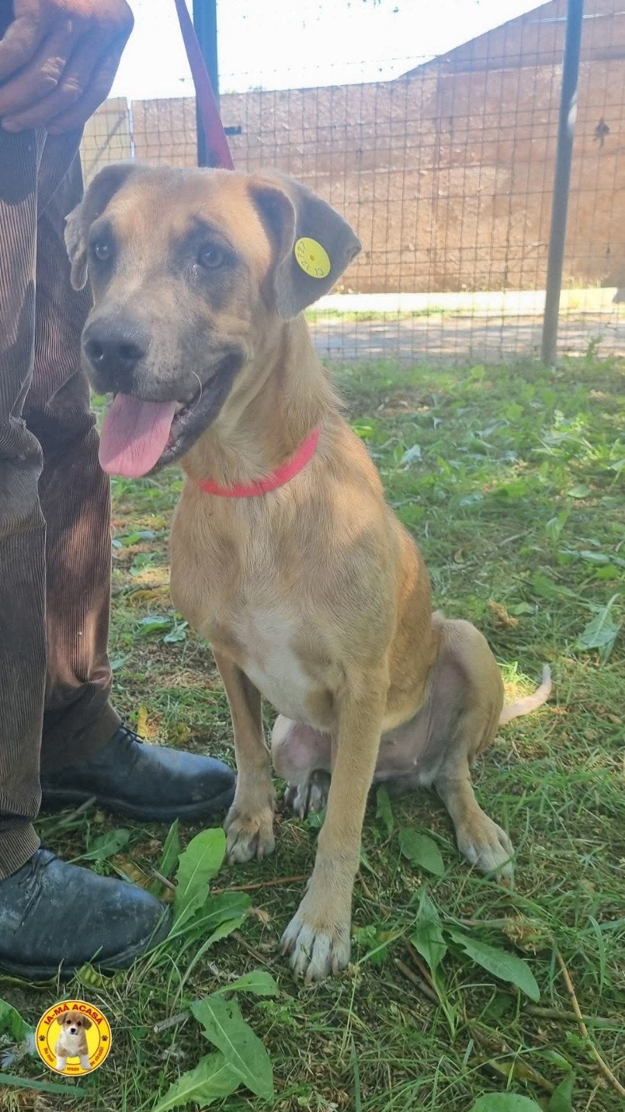 prachtige, energieke Blaze ter adoptie, Particulier, 15 weken tot 1 jaar, Buitenland, Teef