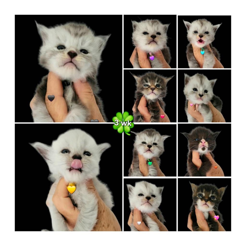 Maine Coon kittens ID garantiecontract, Dieren en Toebehoren, Katten en Kittens | Raskatten | Langhaar, Meerdere dieren, Met stamboom