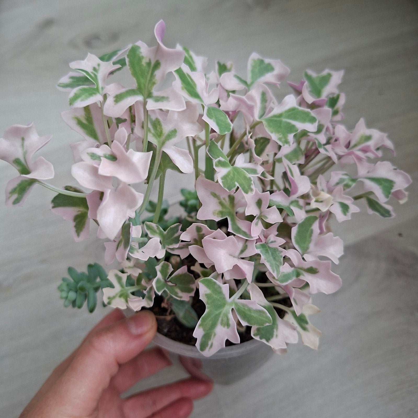 Senecio articulatus variegata stekjes, Ophalen of Verzenden, Nieuw