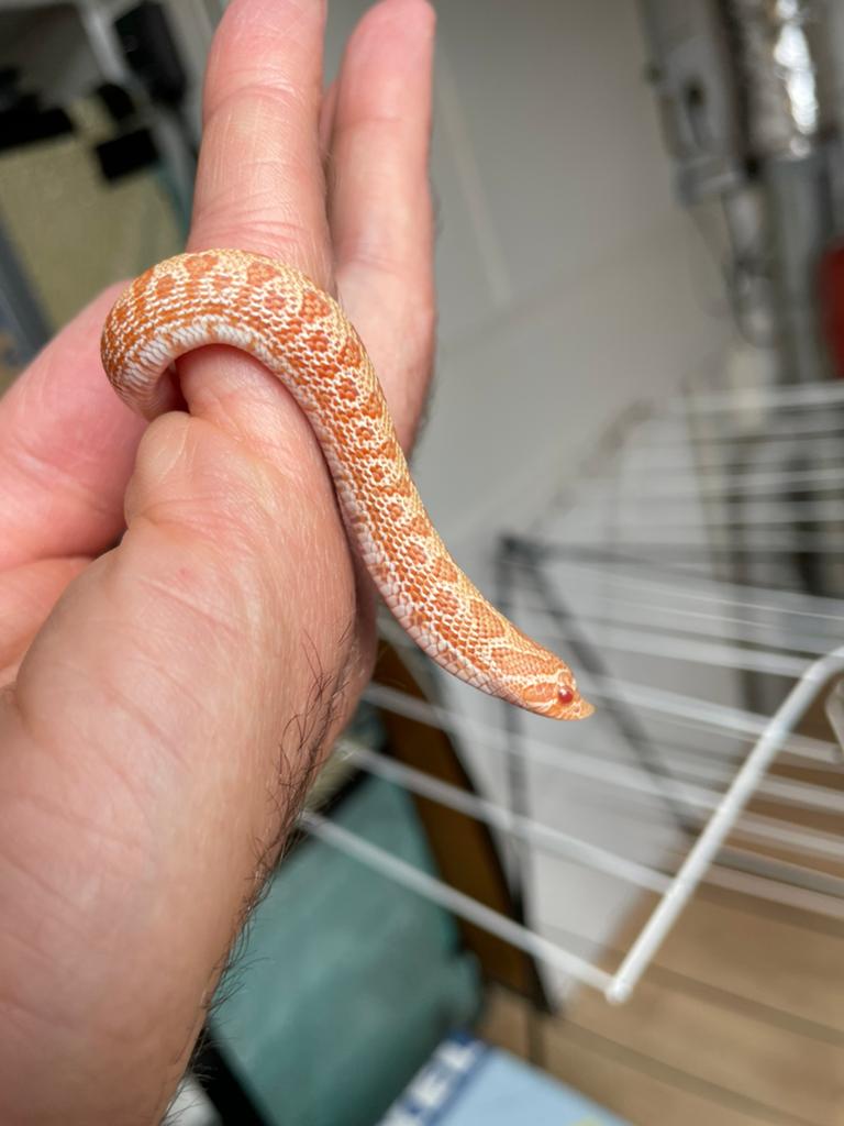 Heterodon nasicus ARCTIC ALBINO het SABLE Hognose Snake - female for sale from Barry