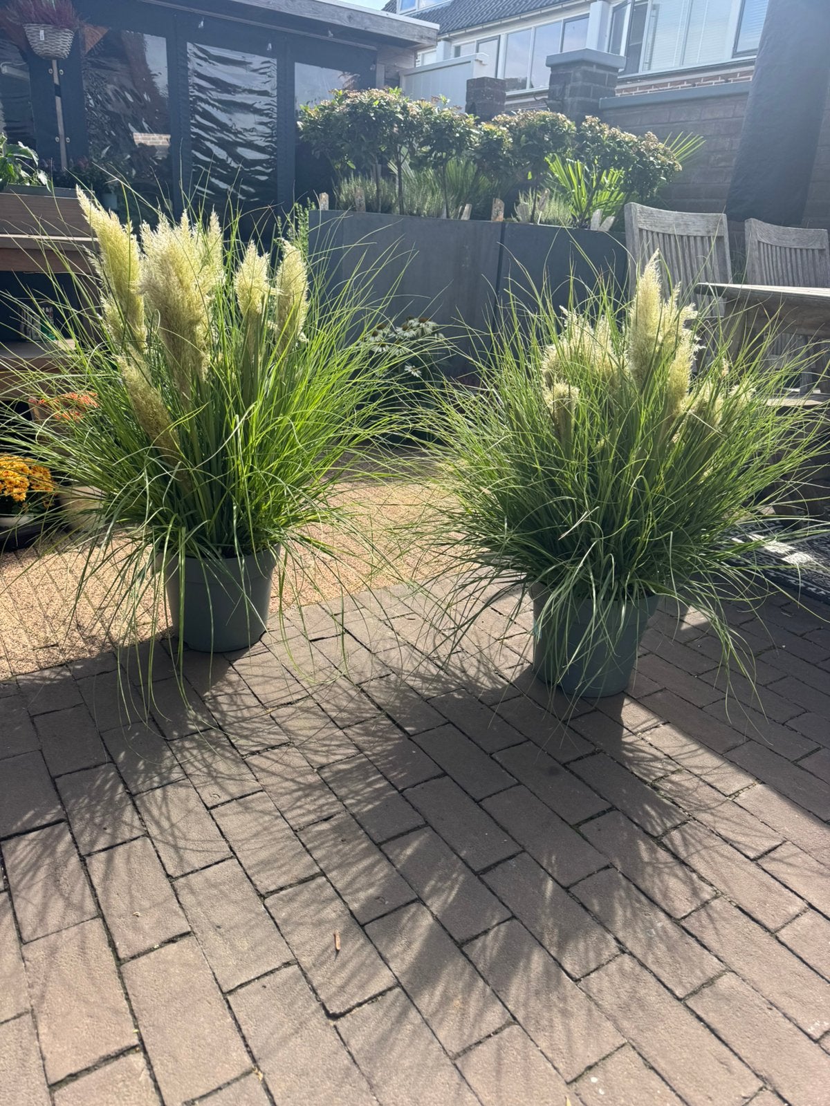 Cortaderia tiny pampa, Ophalen, Overige soorten, Volle zon