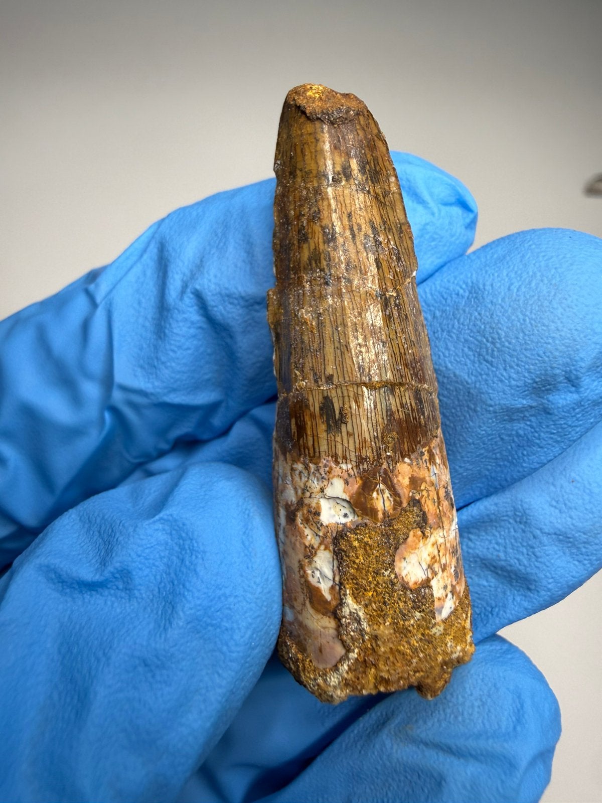 Spinosaurus tand, Ophalen of Verzenden, Fossiel