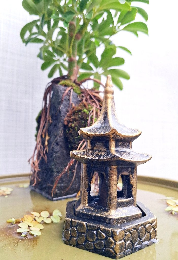 1 Bonsai Schefflera- Vingerplant Op steen In Water-Wierrook, Bloeit niet, Halfschaduw, Overige soorten, Minder dan 100 cm