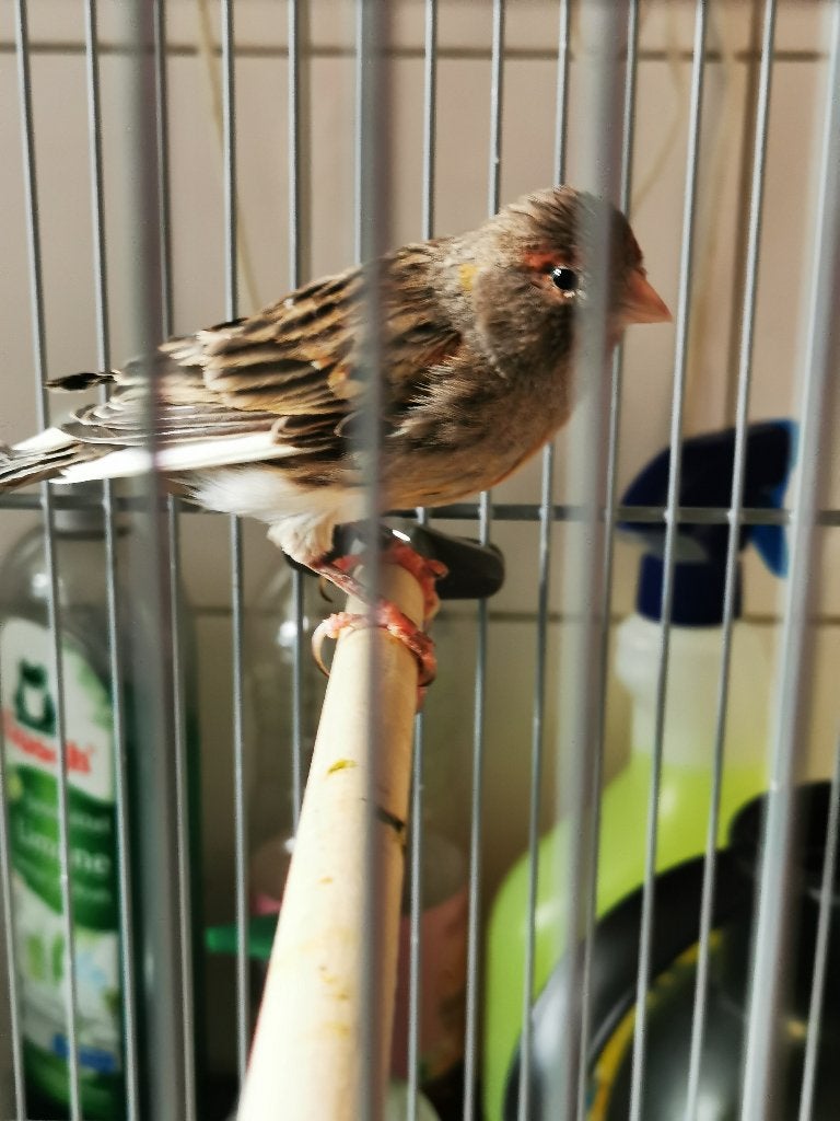 Koppel harlekijn kanarie, Meerdere dieren, Kleurkanarie