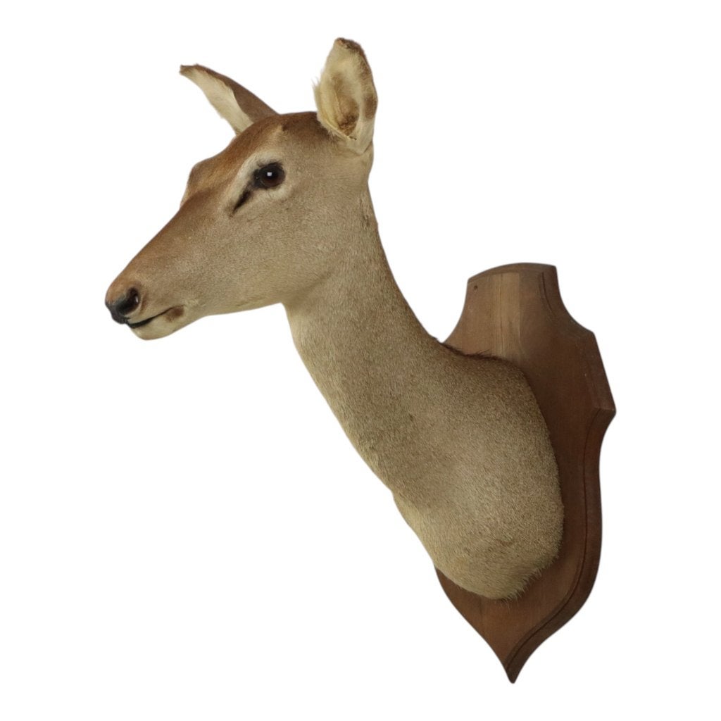 Opgezette Hertenkop Edelhert Hinde Taxidermie Frankrijk, Verzamelen, Dierenverzamelingen, Ophalen, Gebruikt, Hert, Opgezet dier