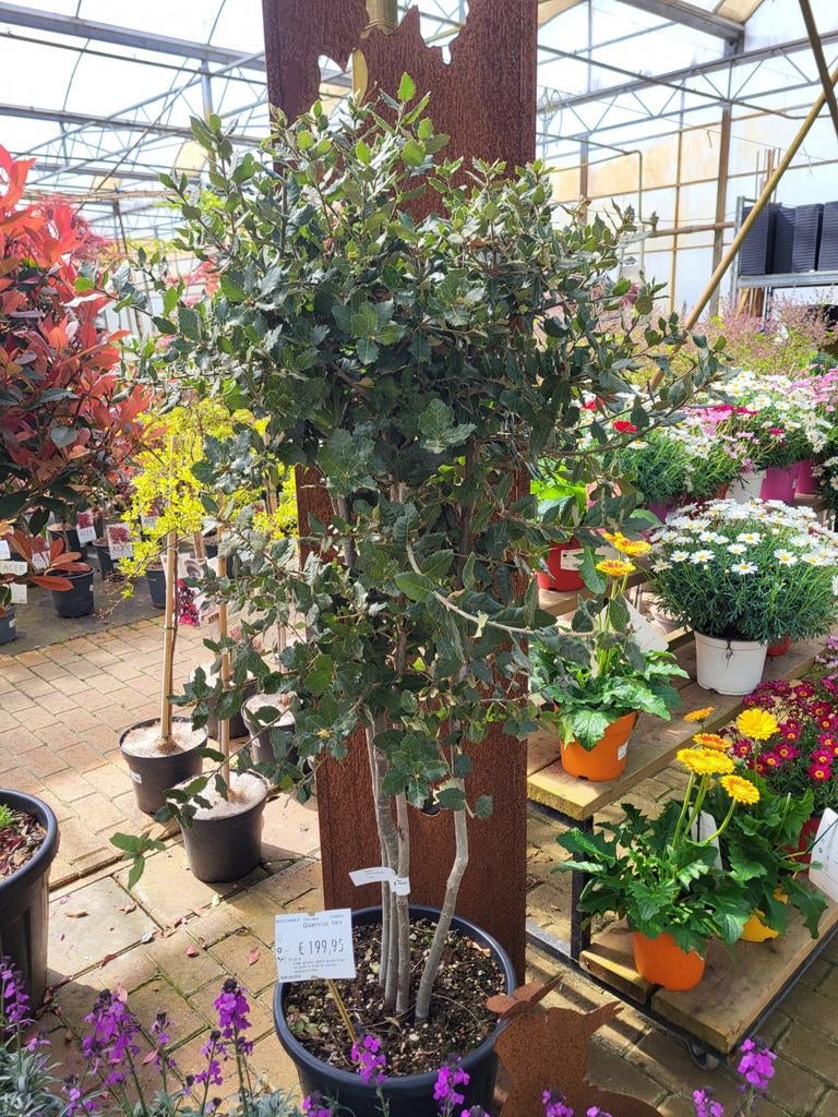 Quercus ilex meerstammig 120-140cm, Tuin en Terras, Ophalen, Overige soorten, Halfschaduw