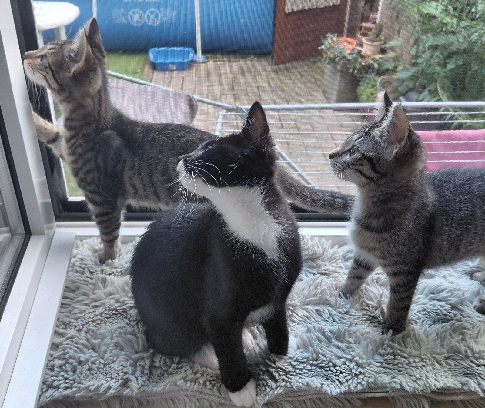 Kittens tijger, Poes, Ontwormd, 0 tot 2 jaar