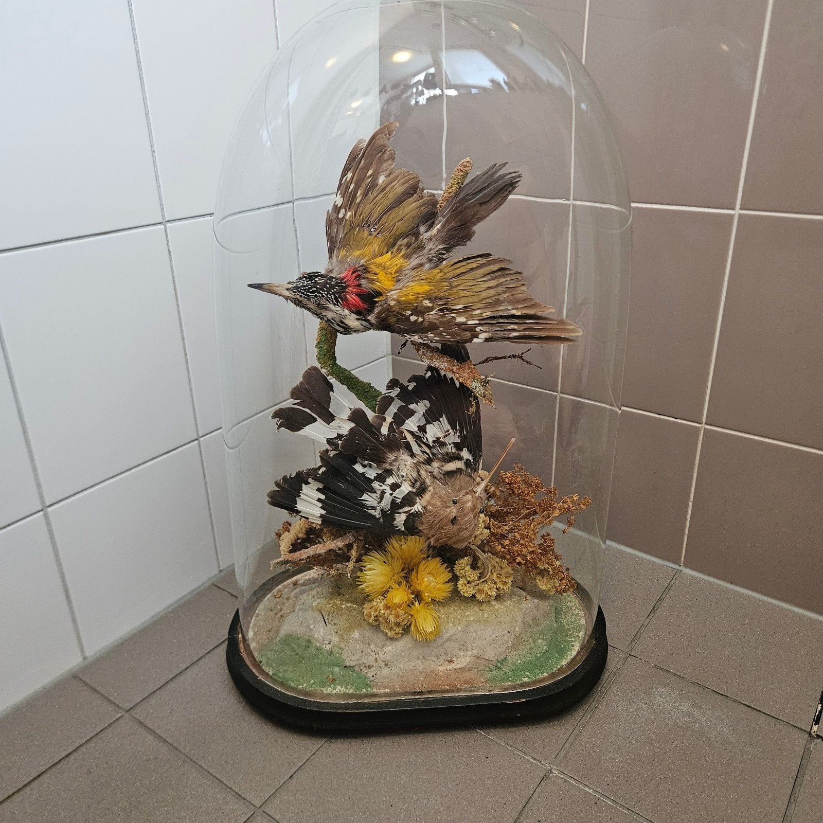 Opgezette vogels opgezet stolp taxidermy  taxidermie, Ophalen, Gebruikt, Vogel, Opgezet dier
