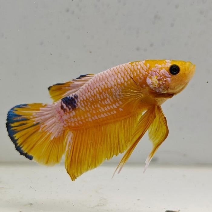 betta splendens man 12, Vis