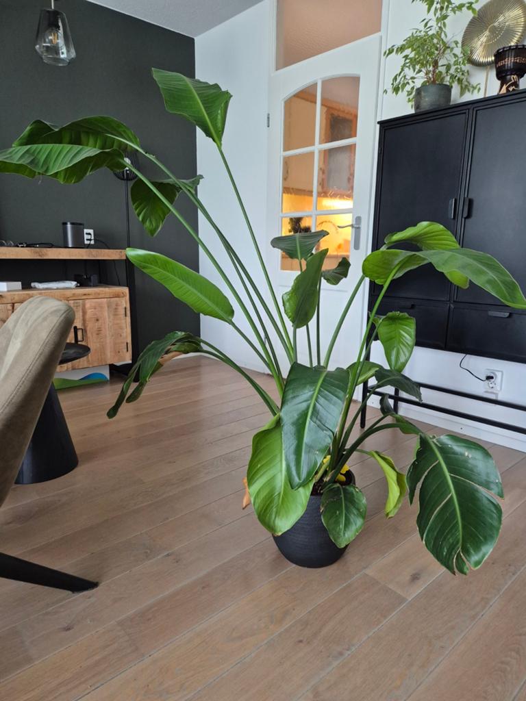 Strelitzia plant - Paradijsvogelbloem, Volle zon, Vaste plant, Zomer, Ophalen
