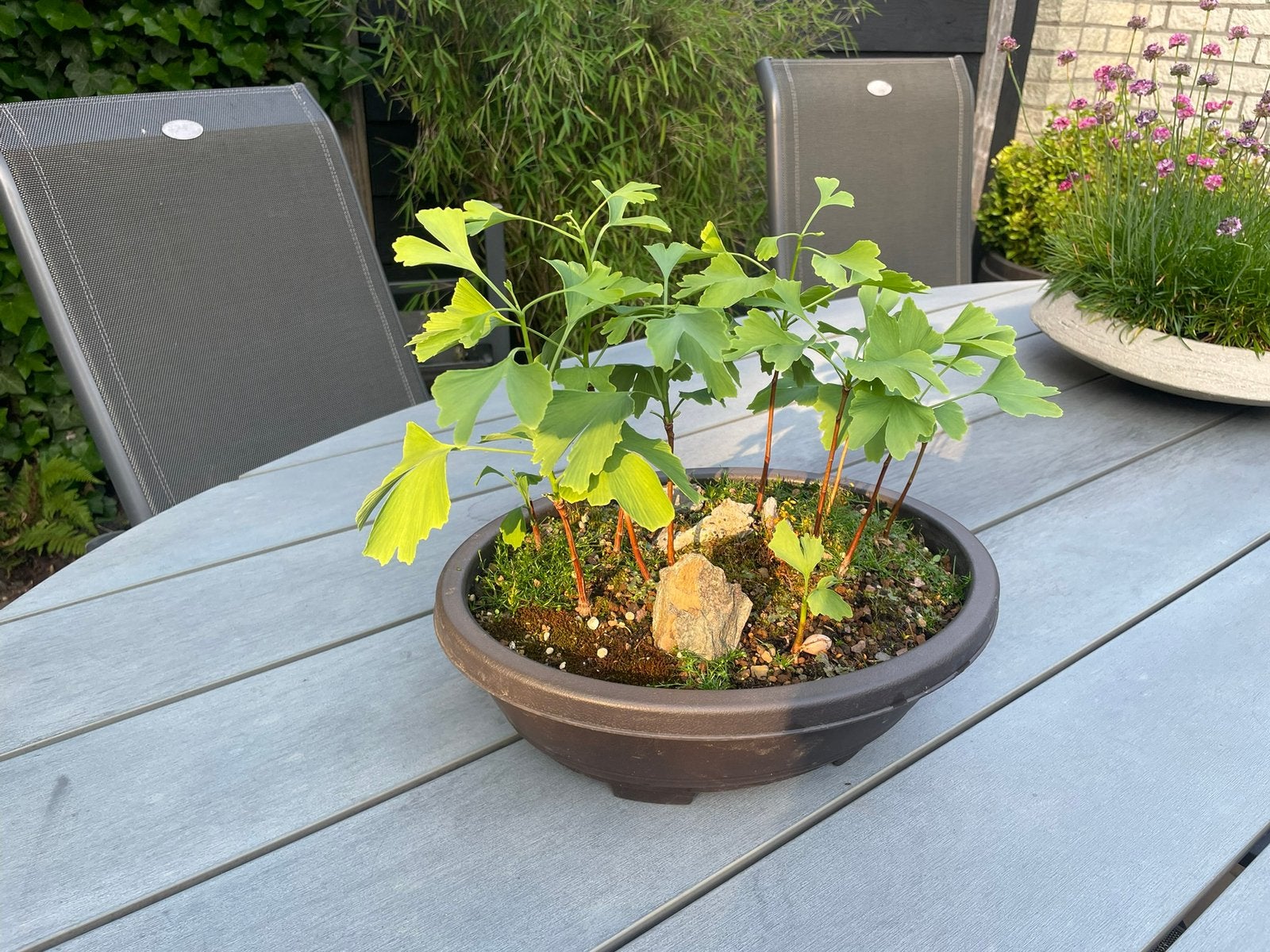Bonsai ginkgo, Ophalen, Overige soorten, Halfschaduw