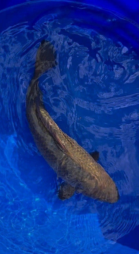 Chagoi nisai 43/45 cm hoge kwaliteit, Karper of Koi