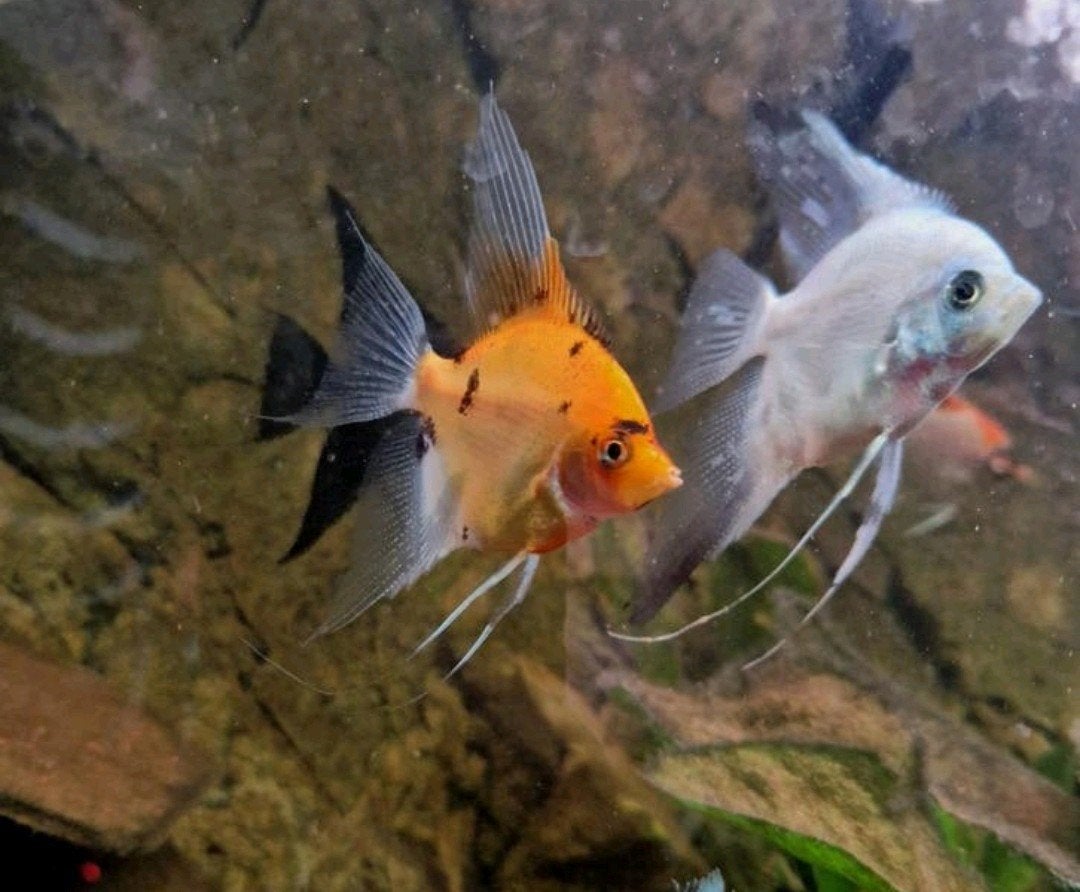 Laatste 8 red devil jong volwassen maanvissen €10 per stuk, Dieren en Toebehoren, Vissen | Aquariumvissen, Vis, Zoetwatervis, Schoolvis