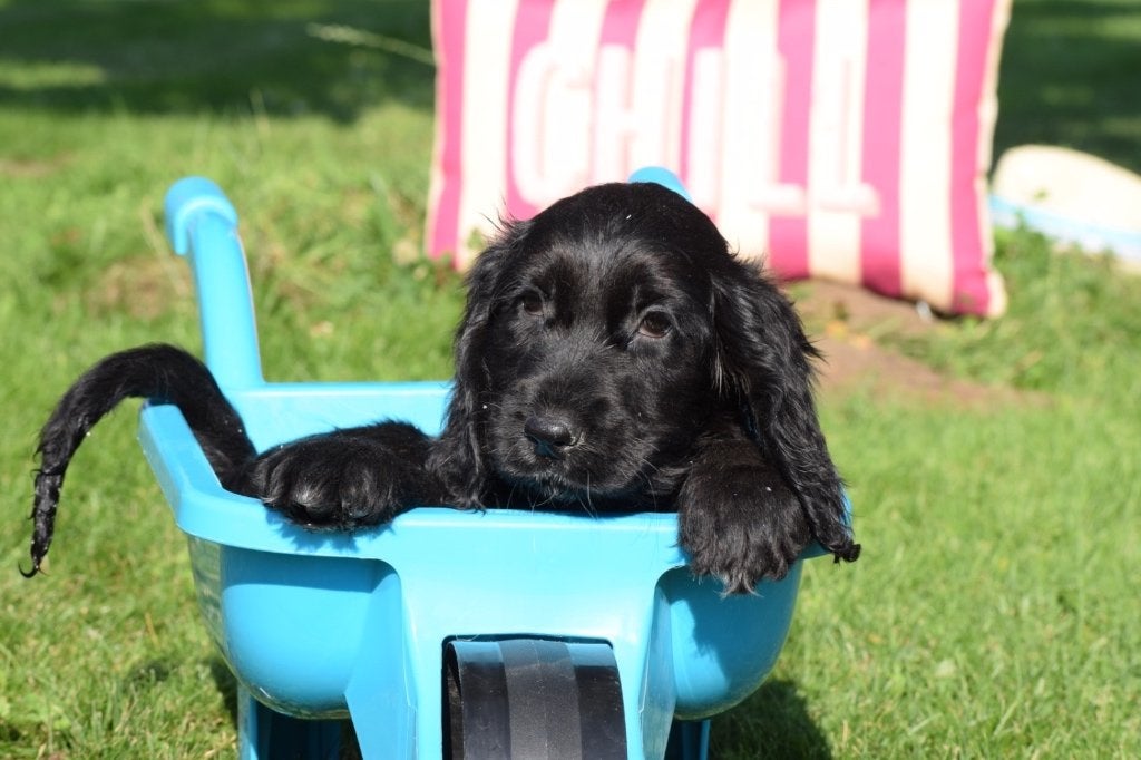Engelse cocker spaniël pups laatste uit nestje, België, 8 tot 15 weken, Meerdere, Meerdere dieren