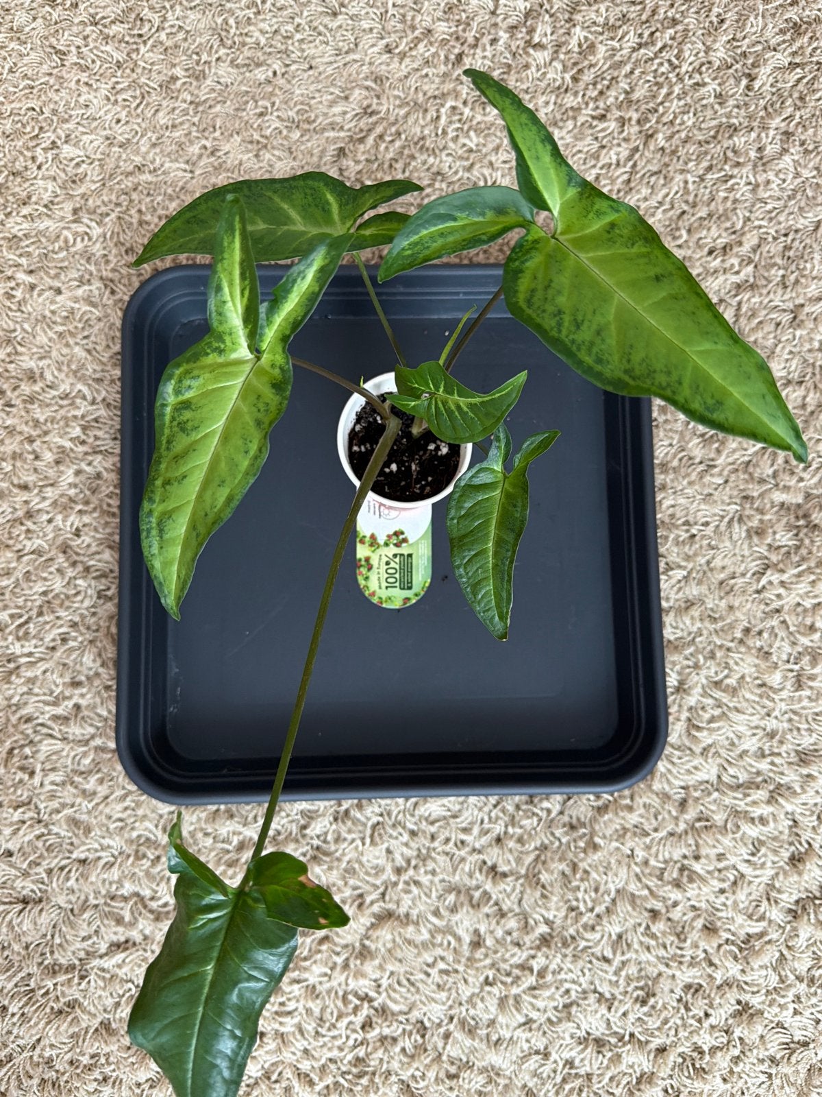 Syngonium Angustatum, Ophalen of Verzenden, Halfschaduw, Minder dan 100 cm
