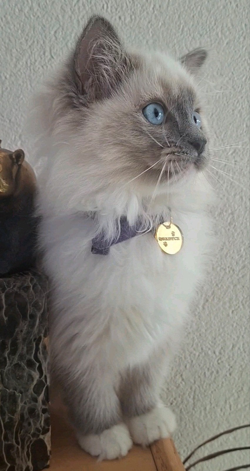 raszuivere Ragdoll Blue mitted kitten met stamboom PG vrij, Poes, Met stamboom, 0 tot 2 jaar