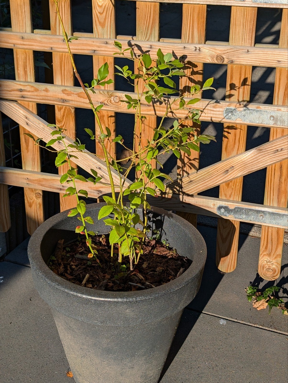 Blauwe bessen struik in pot., Ophalen, Volle zon, Vaste plant, Fruitplanten