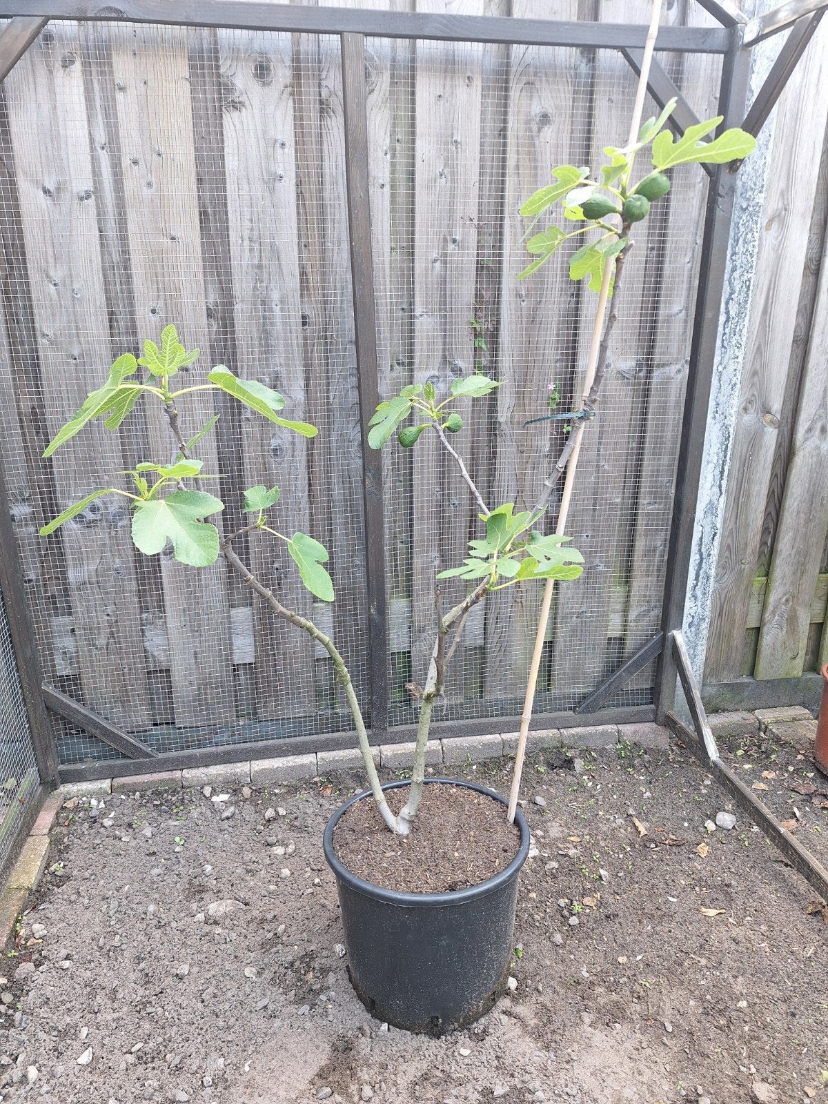 Vijgenboom, Ophalen, Vaste plant, Fruitplanten, Volle zon