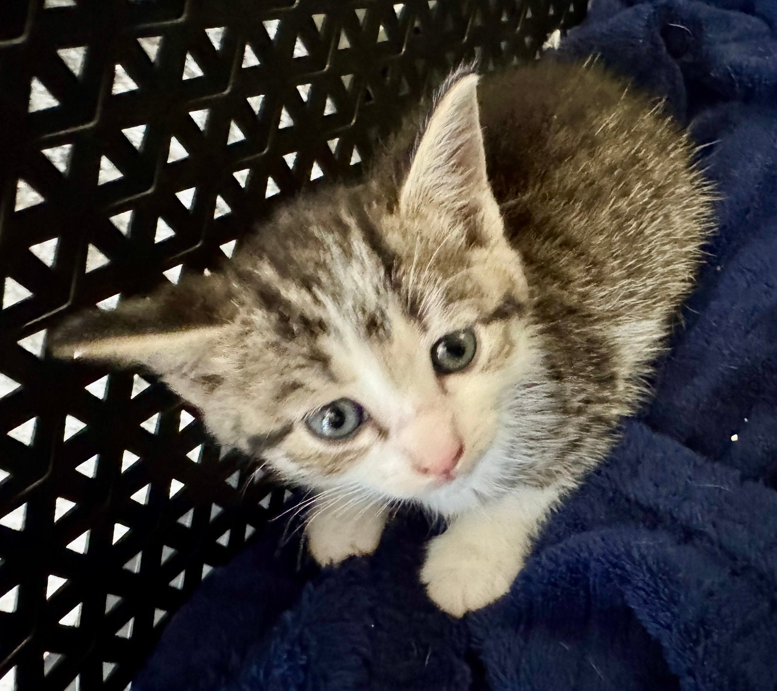 gereserveerd Europese korthaar Tabby poezen (4 verkocht), Dieren en Toebehoren, Meerdere dieren, Ontwormd, 0 tot 2 jaar