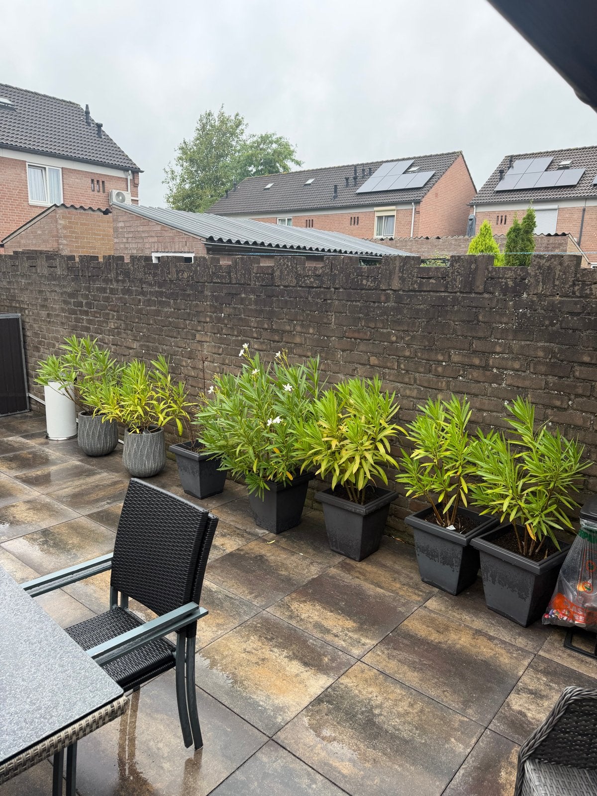 Te koop 7 x plantenbakken met oleanders (wit), Ophalen, Kunststof, Gebruikt, Minder dan 60 cm