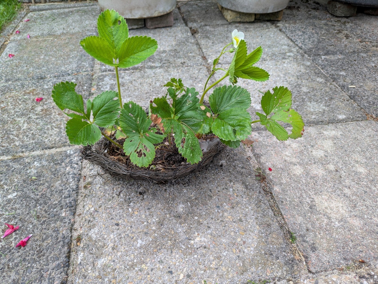 2 aardbeienplantjes in bakje (bakje in slechte staat), Volle zon, Vaste plant, Ophalen of Verzenden, Fruitplanten
