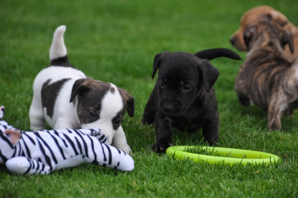 Lieve laagbenige brindle en bonte Jack Russel pups, Dieren en Toebehoren, Jack Russell Terriër, CDV (hondenziekte), 8 tot 15 weken