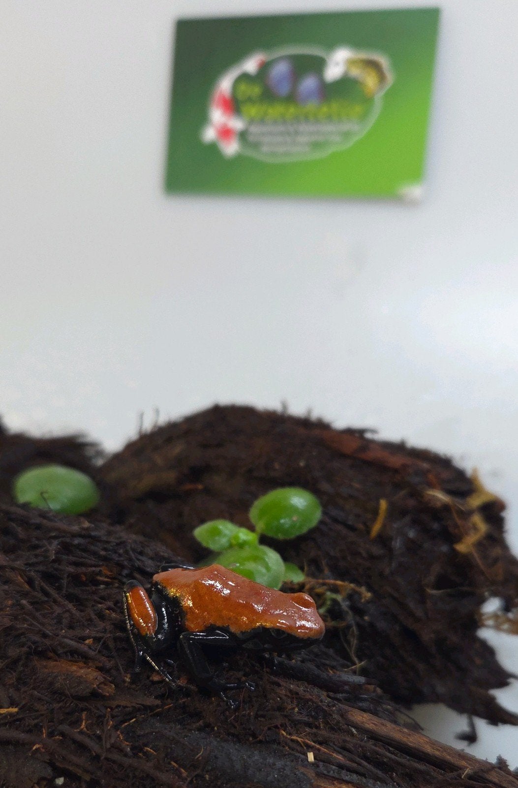 Gifkikker Adelphobates Red Frog - unknown for sale from De Waterlelie BV
