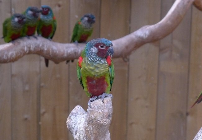 Pyrrhura Emma, Dieren en Toebehoren, Meerdere dieren, Parkiet, Geringd