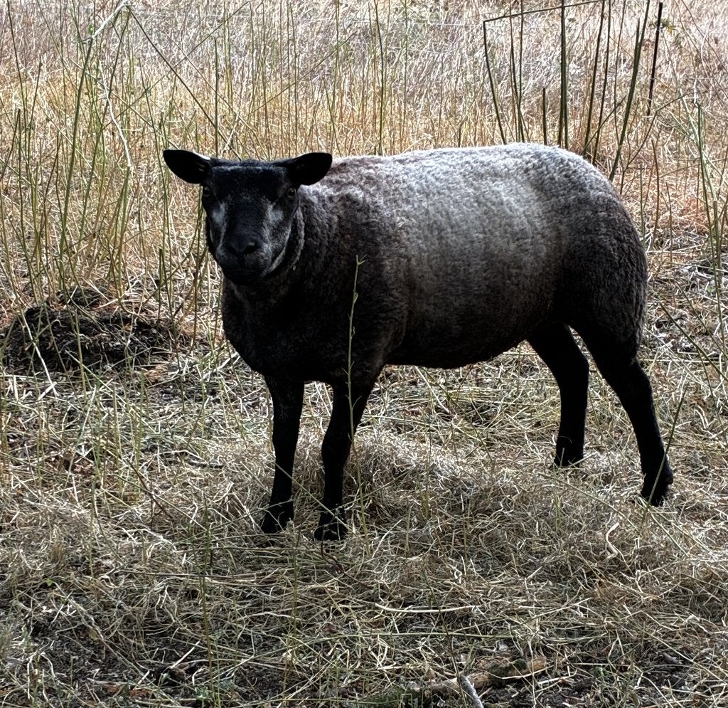 Blauwe Texelaar stamboek Ooi, Dieren en Toebehoren, Schapen, Geiten en Varkens, Vrouwelijk, Schaap, 0 tot 2 jaar