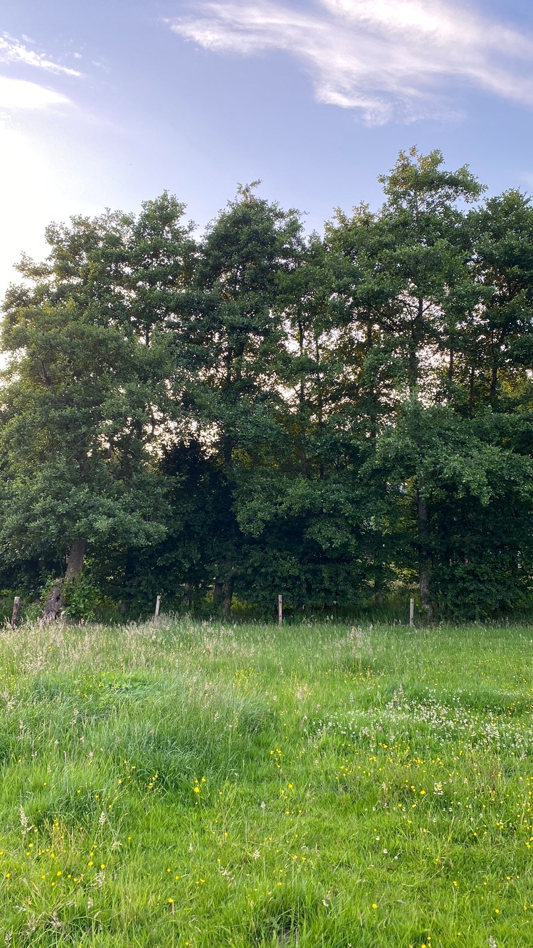 Weidegang gezocht / weiland te huur/koop, Weidegang