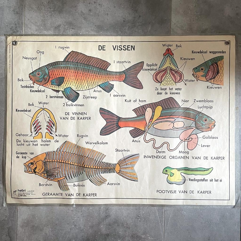 Vintage dubbelzijdige schoolposter vissen en amfibieën Hebri, Antiek en Kunst, Antiek | Schoolplaten, Ophalen of Verzenden, Natuur en Biologie