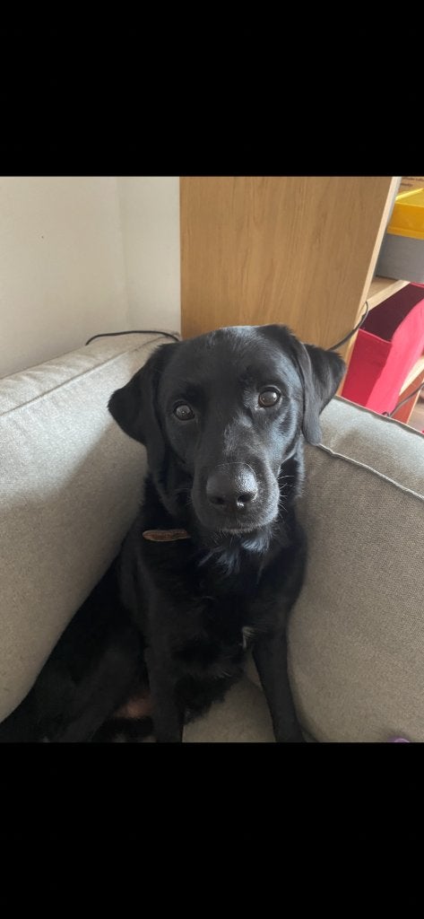 Hond 8 jaar reu., 6 jaar of ouder, Reu, Groot, Eén hond