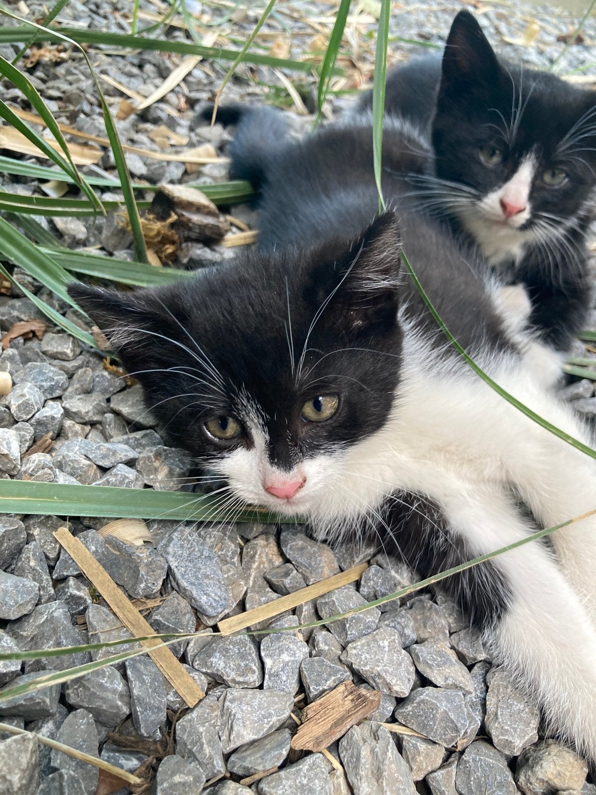 3 kittens te koop 8 weken oud, Dieren en Toebehoren, Meerdere dieren