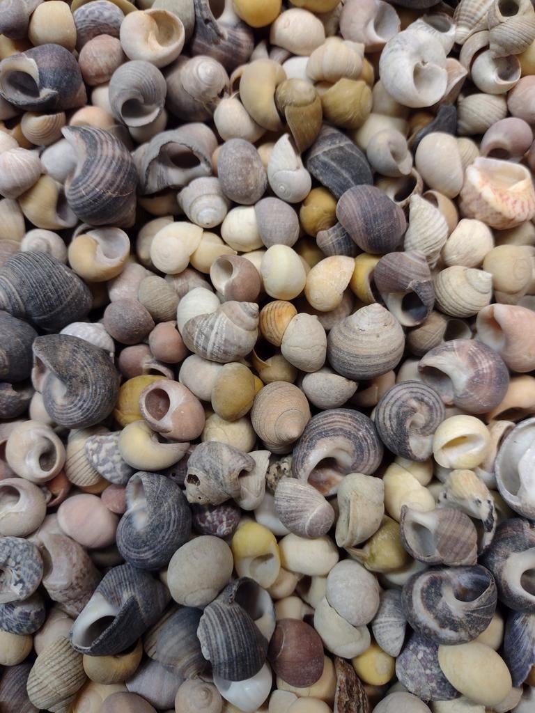diverse schelpen per kg. no. 1, Ophalen, Nieuw