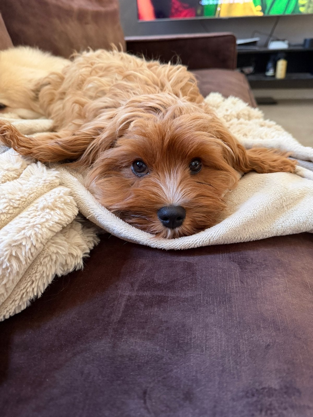 Cockapoo/maltipoo, Dieren en Toebehoren, 15 weken tot 1 jaar, CDV (hondenziekte), Eén hond, Nederland