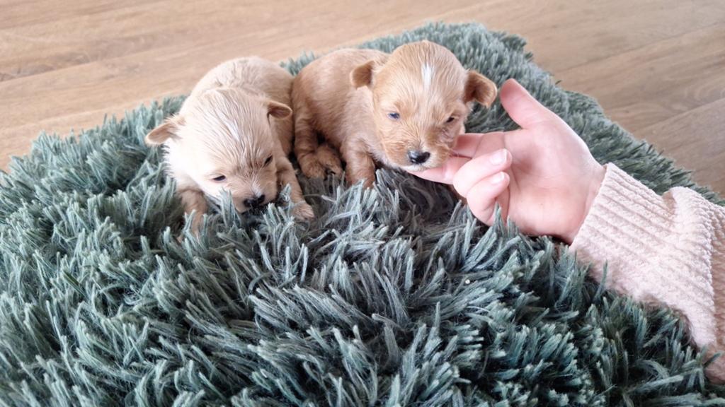 Maltipoo pups. Super mini, Dieren en Toebehoren, Honden | Chihuahua's en Gezelschapshonden, Parvo, Maltezer, 8 tot 15 weken, Meerdere