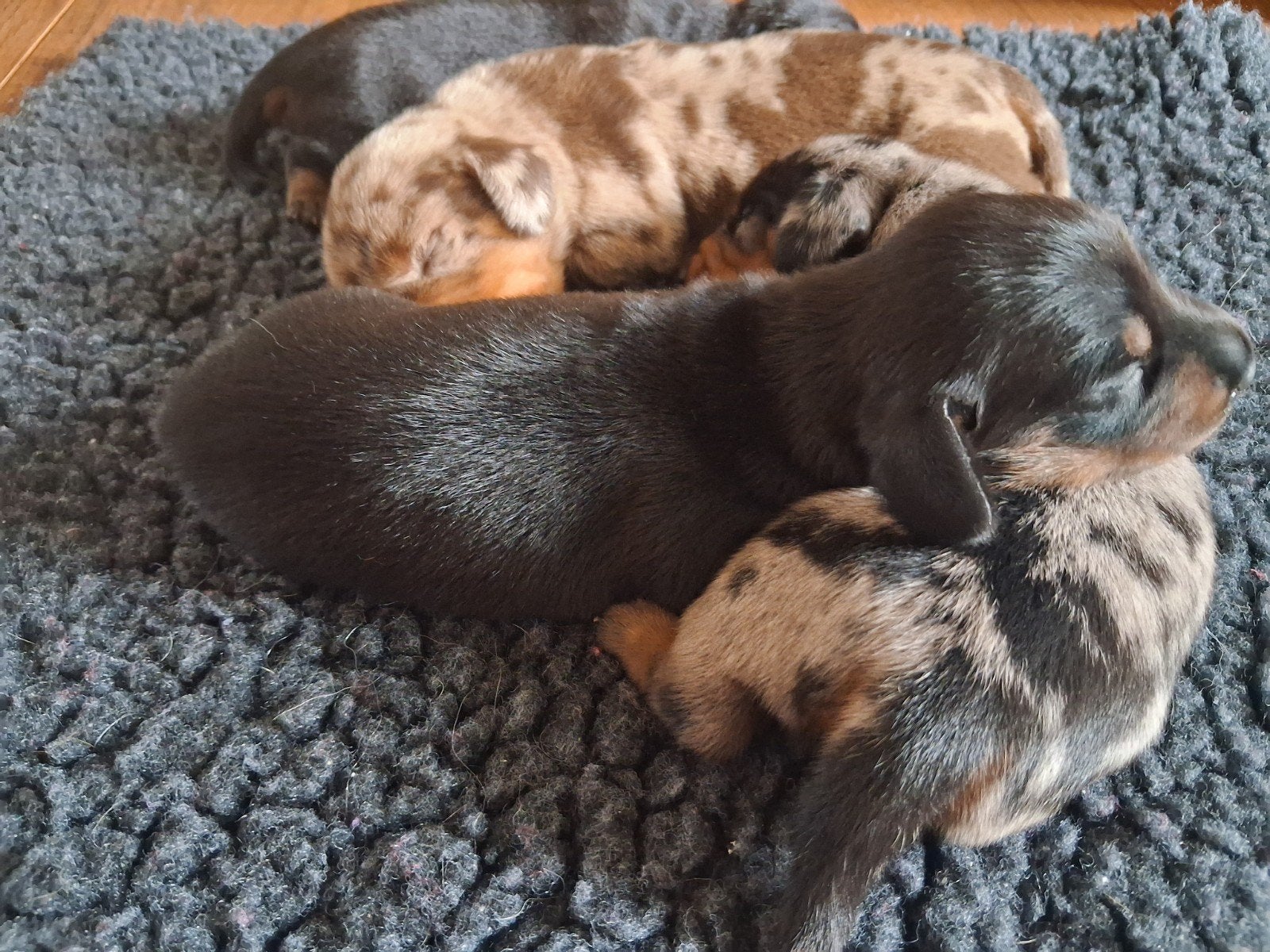 superleuke dwergteckelpups bleu merle, 8 tot 15 weken, Korthaar, Dwerg, Meerdere