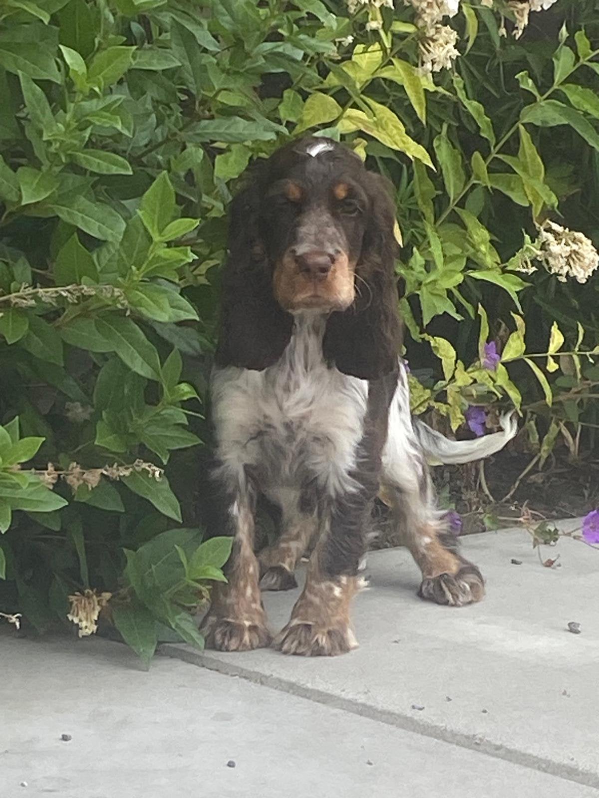 Unieke engelse cocker pups reukes, België, 15 weken tot 1 jaar, Reu, Parvo