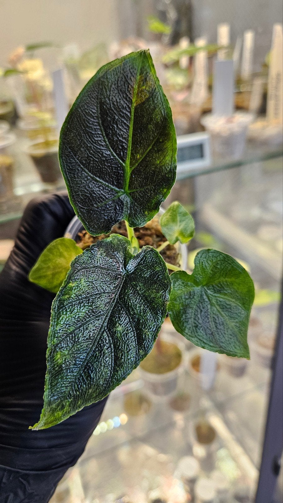 Alocasia Antoro Velvet Variegata, Ophalen of Verzenden, Halfschaduw, Minder dan 100 cm
