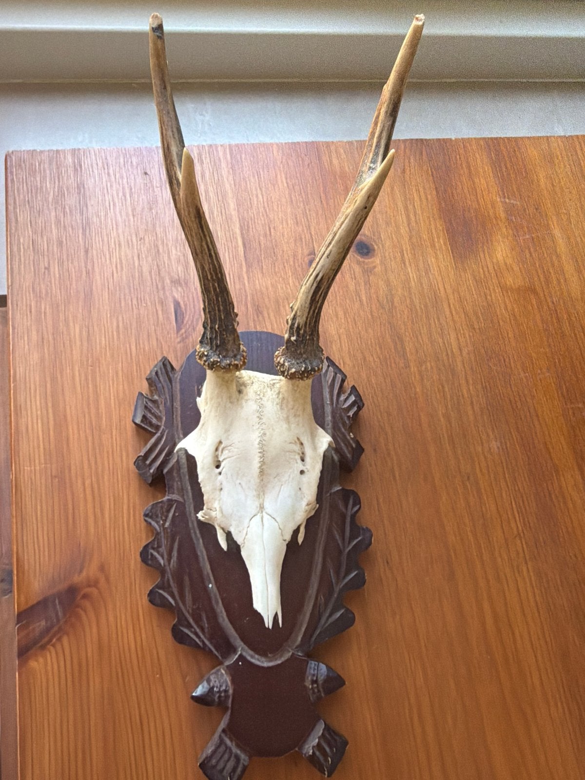 Hertenkop met gewei op houten schild, Ophalen of Verzenden, Gebruikt, Hert, Gewei of Kop