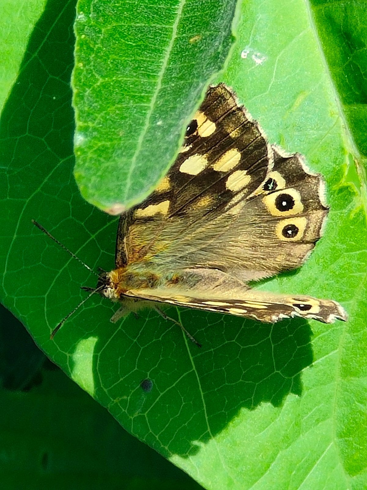 Onkruid verwijderen, Ophalen of Verzenden