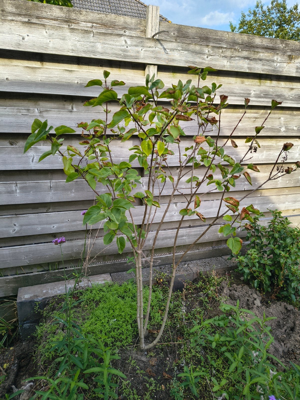 Sering paarsbloeiend meerstammig, Tuin en Terras, Overige soorten, Lente, 100 tot 250 cm, Ophalen