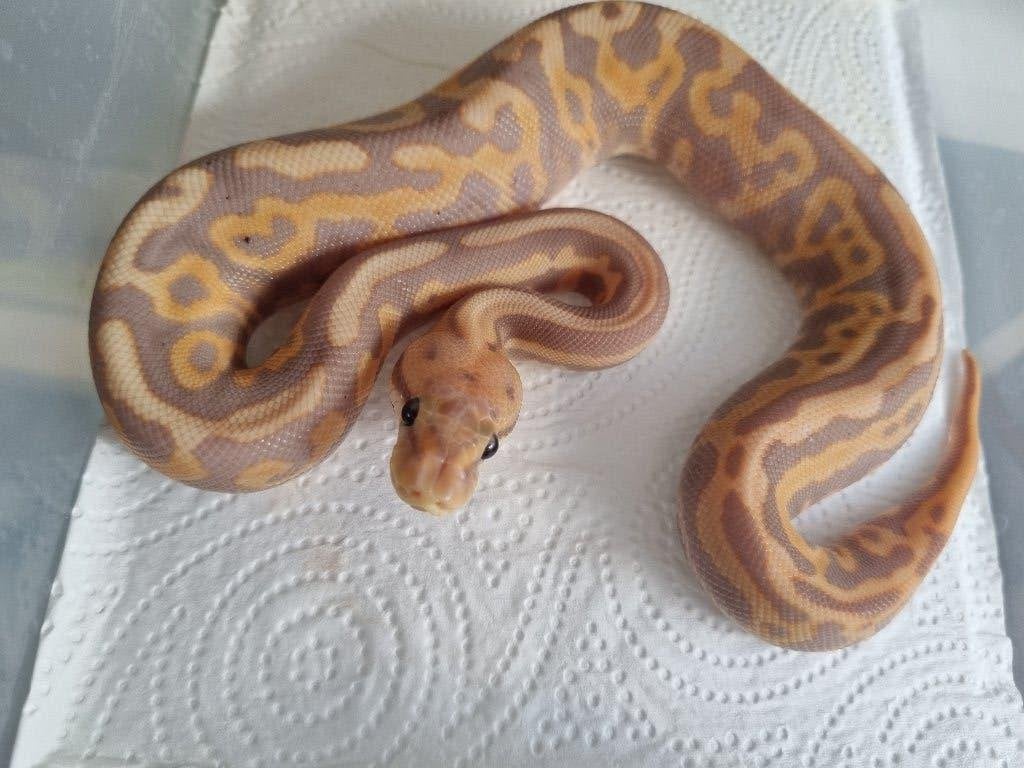 1.0 banana leopard spotnose od (bp) het clown 66% het pied, Dieren en Toebehoren, Slang, 0 tot 2 jaar