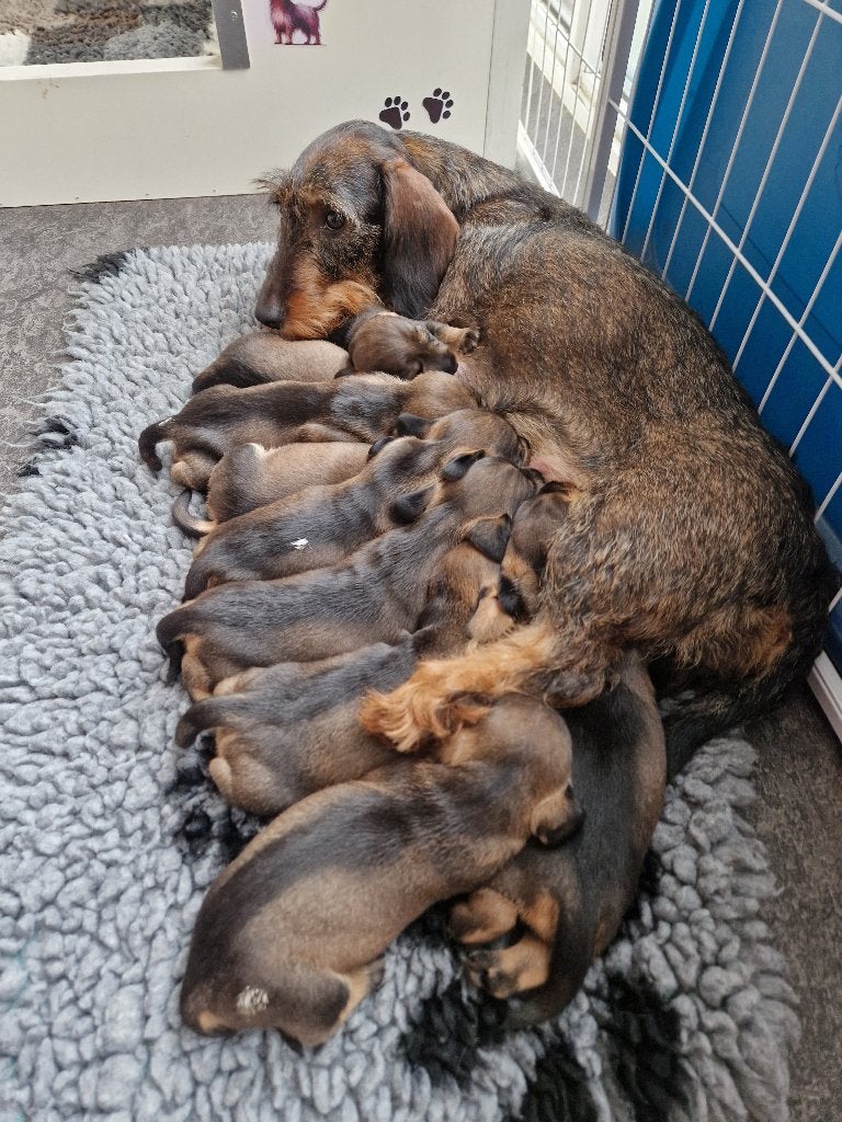 Ruwhaar Teckelpuppy´s, Parvo, Standaard, 8 tot 15 weken, Teef