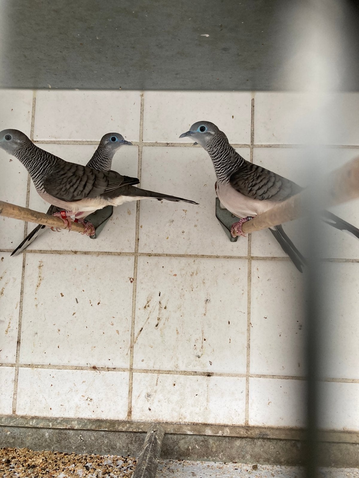 Vogelmarkt Hardenberg, Meerdere dieren, Overige soorten