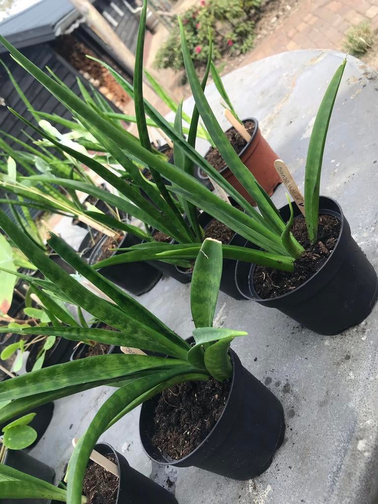 Sansevieria/ vrouwentong stekjes te koop, Ophalen of Verzenden
