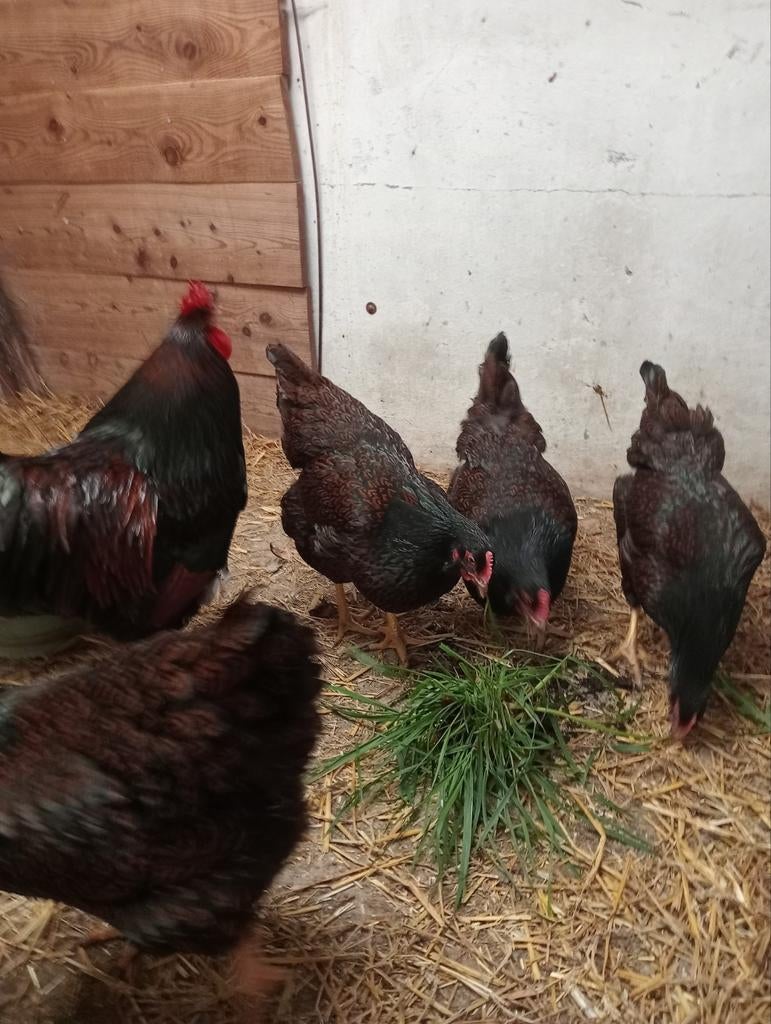 Broedeieren Barnevelder groot, Geslacht onbekend, Kip