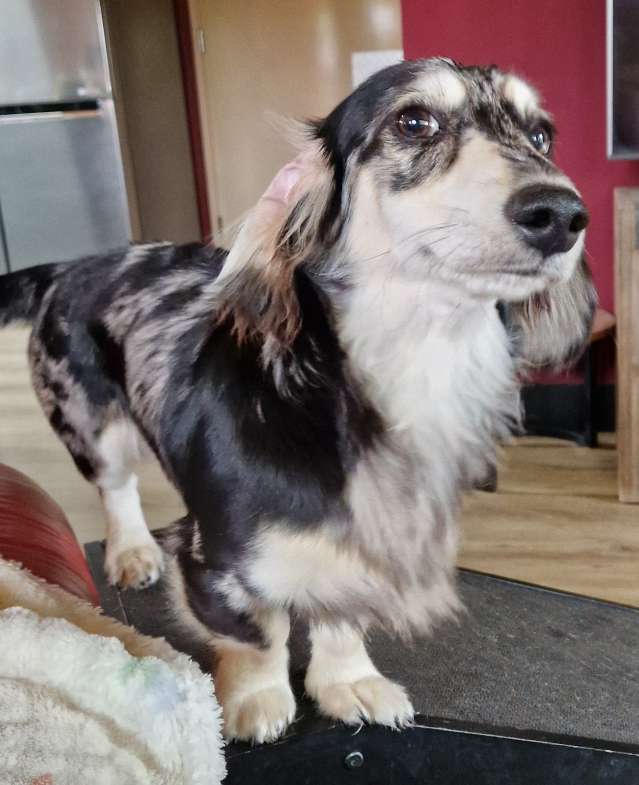 prachtige silver dapple cream dekreu Sjakie, Parvo, Reu, 1 tot 2 jaar, Dwerg